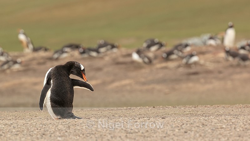 Gentoo Penguin preening near colony, Saunders Island, Falklands - Gentoo Penguin
