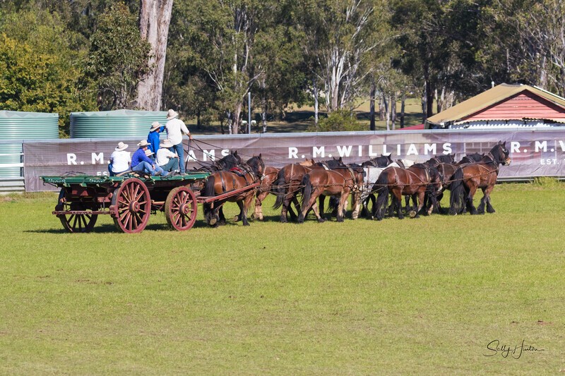 Marlie 11 Horse Draft Team 1. 0A3A9183 - 2025 Senic Rim Clydesdale Spectacular
