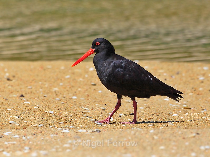Variable Oystercatcher walking on sand - Variable Oystercatcher