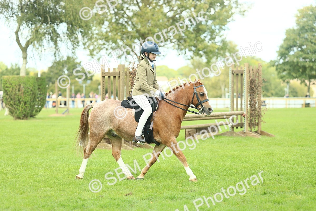SBM_44662 - S31 - Working Hunter Pony