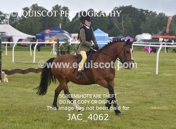 JAC_4062 - 40CM WORKING HUNTER