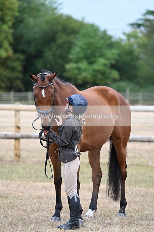 WJ7_9918 - Class 5a Most Handsome Gelding (above 14.2hh)