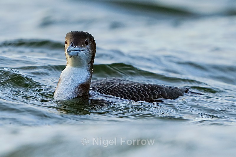 Great Northern Diver (juvenile), Farmoor Reservoir, Oxfordshire - Great Northern Diver