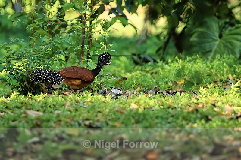 Great Curassow (female), Playa Cativo Lodge, Costa Rica - Great Curassow