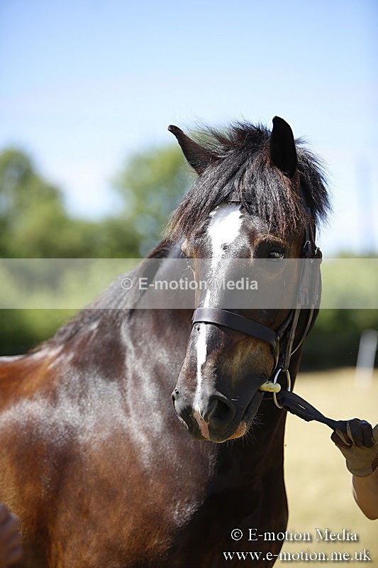 _C7A0071 - BVRC Sow 2018 Ring 2