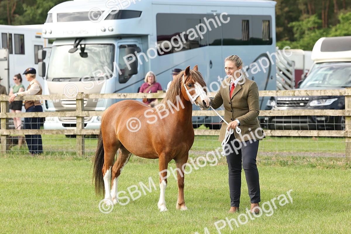 SBM_00541 - Class 6-13 - Mountatin and Moorland In Hand Welsh Breeds