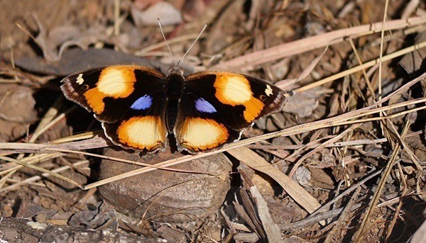 Yellow Pansy Butterfly - SA - BIRDS & INSECTS
