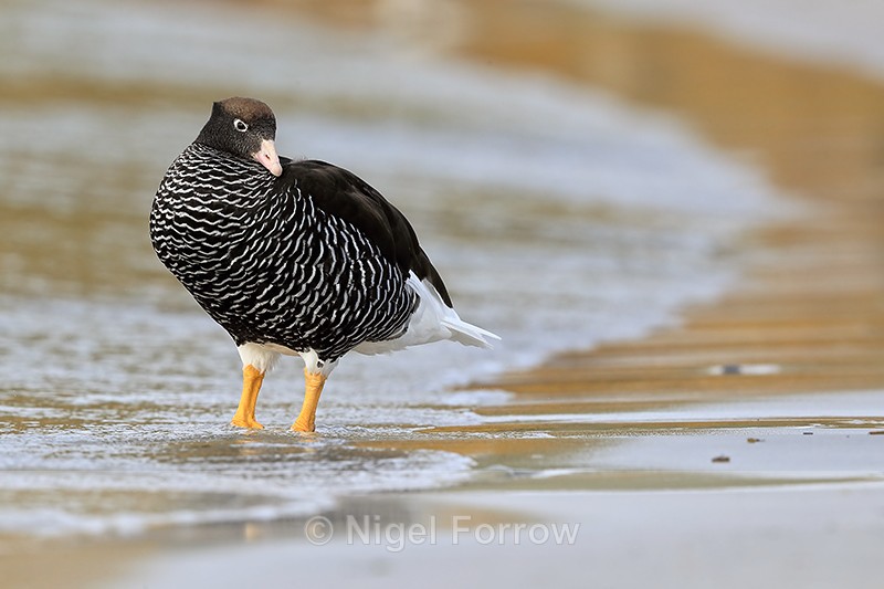 Kelp Goose (female) standing in sea, Carcass Island, Falklands - Kelp Goose