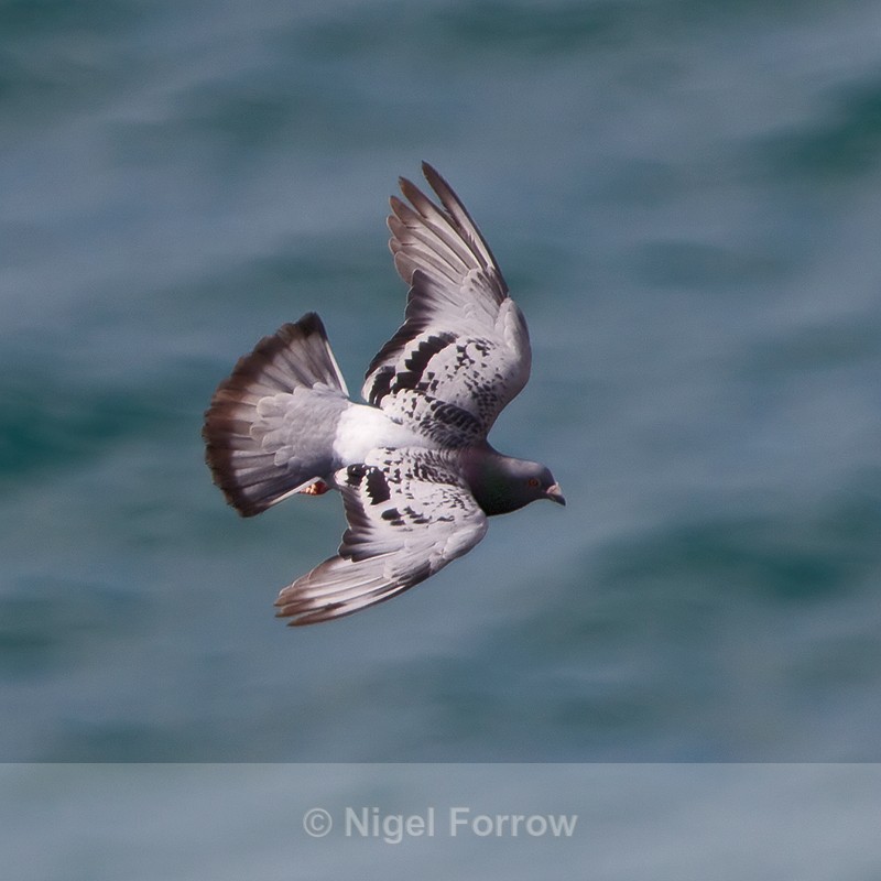 Feral Pigeon in flight along the cliffs at Durlston - Feral Pigeon / Rock Dove