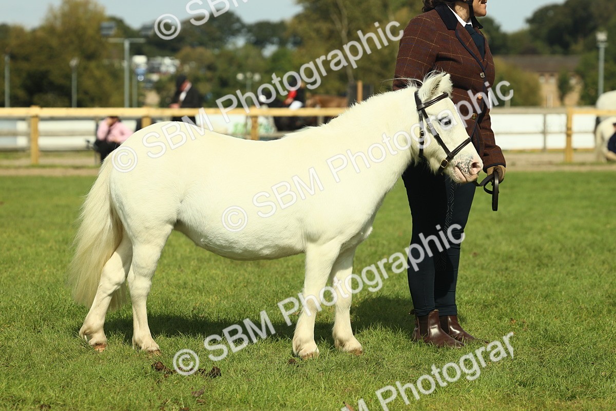 SBM_66672 - S34 - Rehabilitated Rescue Horse & Pony In Hand & Ridden