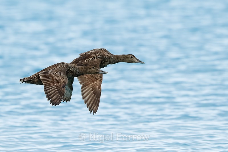 Eiders (female) in flight, Jokulsarlon, Iceland - Eider