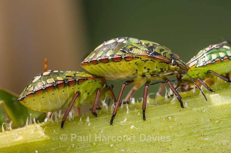  - Bugs: Macro insects