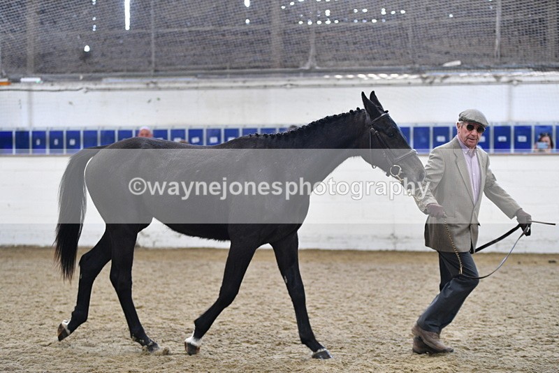 WJ5_4799 - Class 3 Part Bred In hand