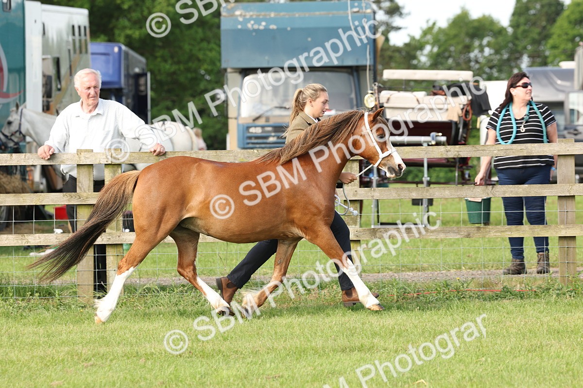 SBM_00603 - Class 6-13 - Mountatin and Moorland In Hand Welsh Breeds