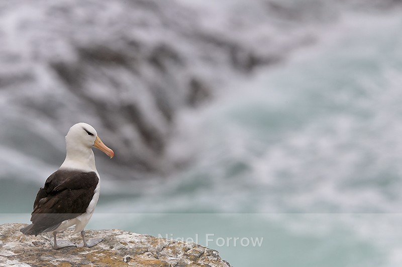 Black-browed Albatross, cliff edge, West Point Island, Falklands - Black-browed Albatross