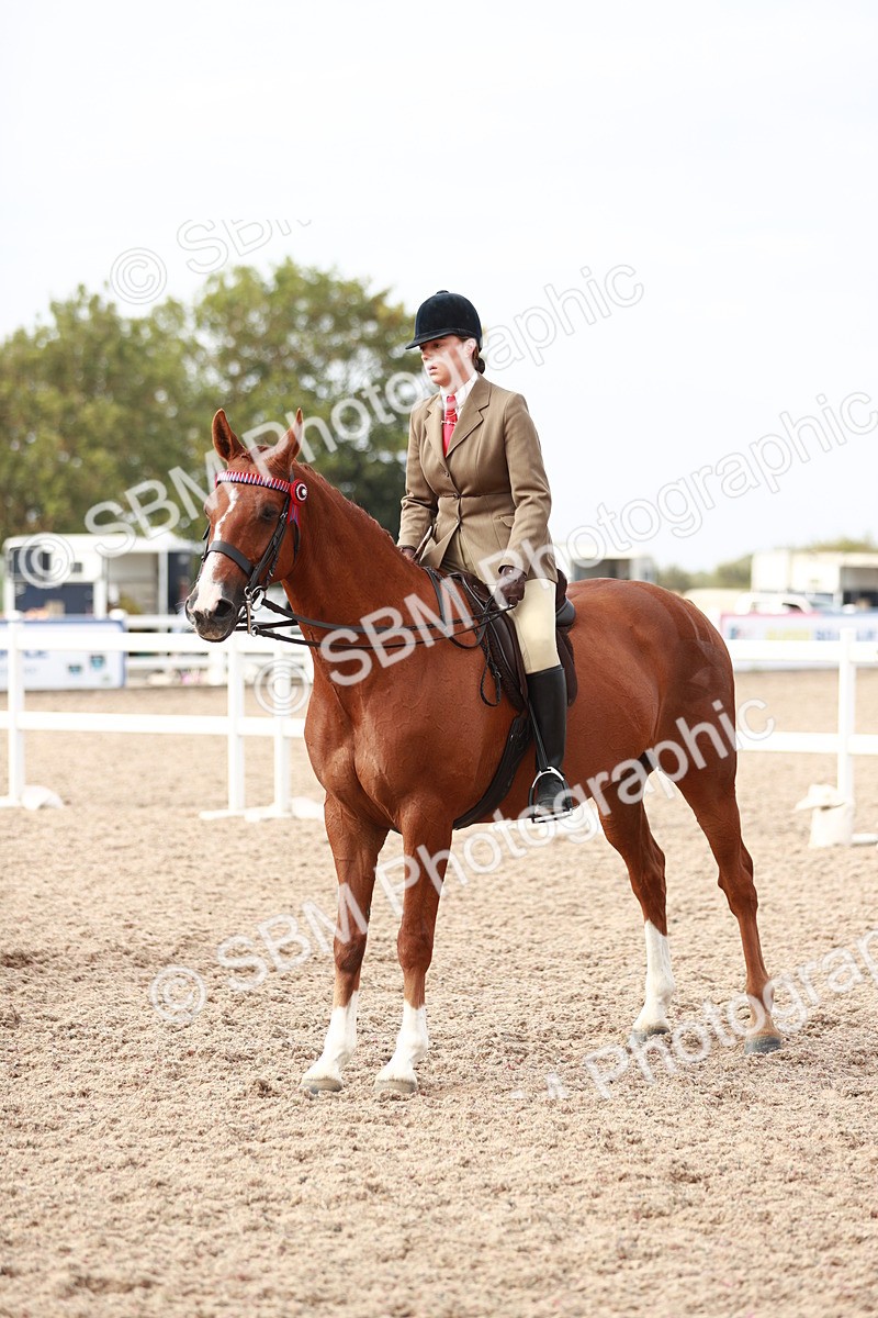 SBM_17537 - Class 215 Ridden Hack/ Riding Horse