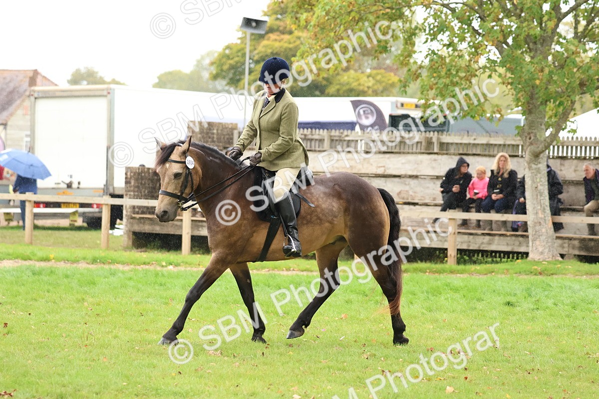 SBM_69598 - S62 - Mountain & Moorland Ridden Large Breeds