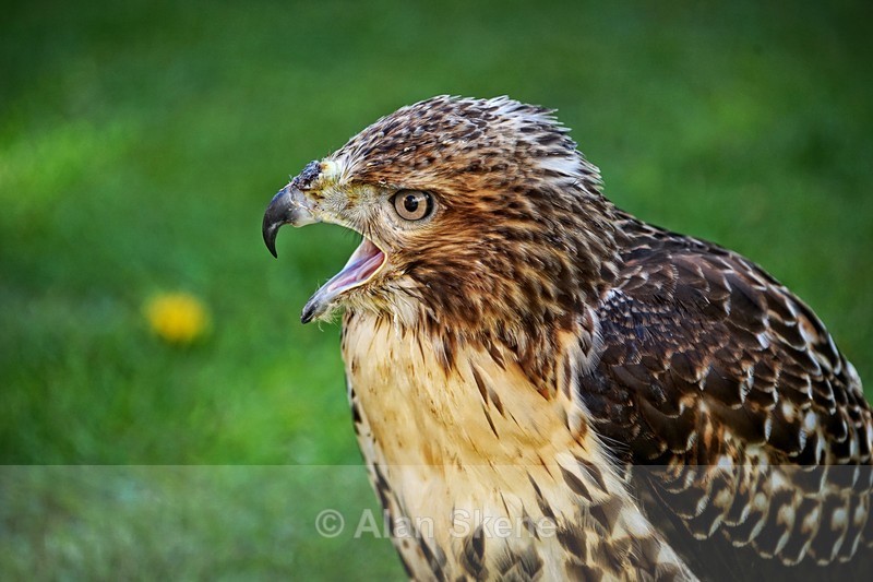 DSC04701 - Fauna
