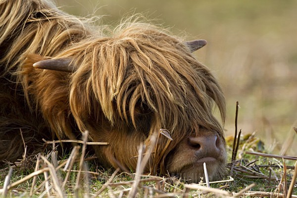 ' TEENAGER ', Highland Cow, Isle of Mull - ISLE OF MULL WILDLIFE, Wildlife images from the Inner Hebrides