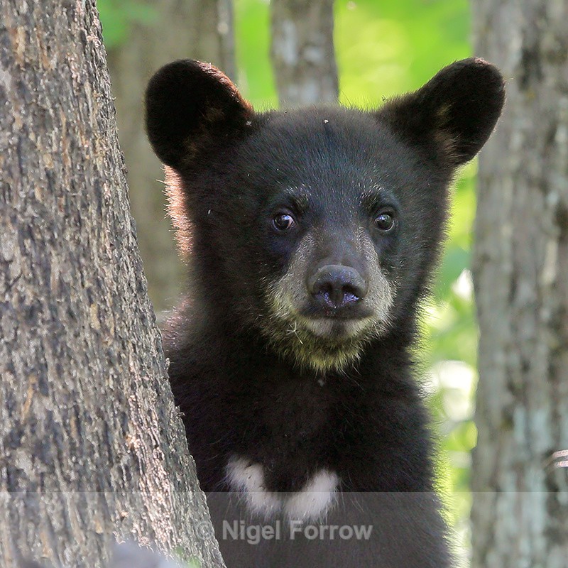 Black Bear cub close-up, Minnesota, USA - American Black Bear