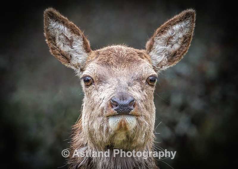 Sika Deer - Latest Images