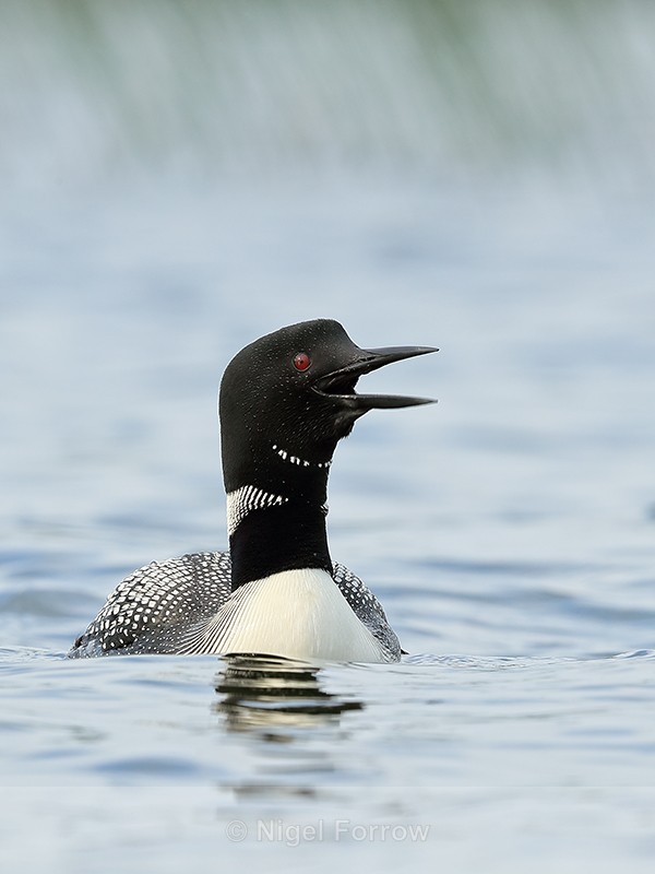 Common Loon calling, Minnesota, USA - Great Northern Diver