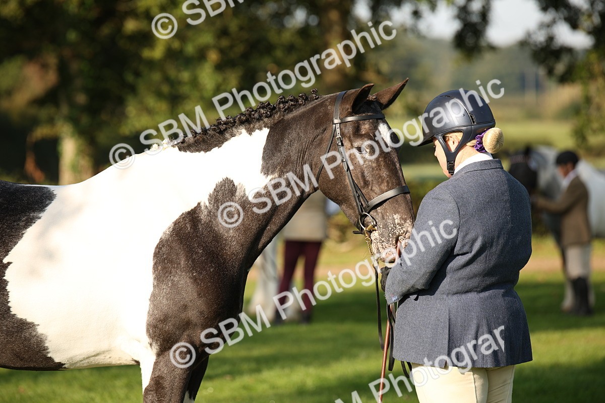 SBM_58729 - S51 - Piebald & Skewbald Horse In Hand