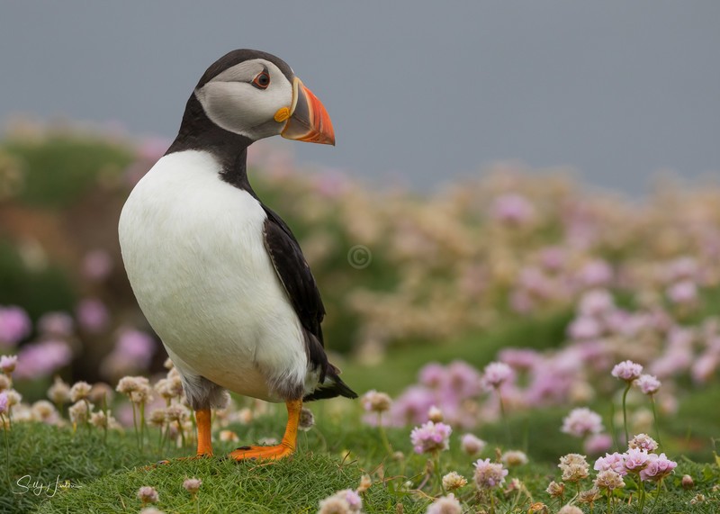 Cute Puffin 8