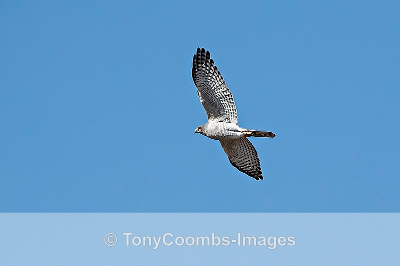 Ovambo Sparrowhawk - Etosha National Park ~ Birds