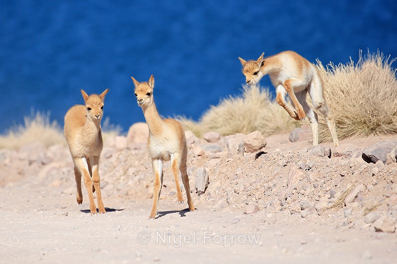 Frolicking young Vicunas, Lake Miscanti, Chile - Vicuna
