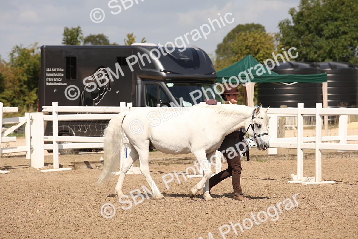 SBM_03385 - Class 18 Handsomest Gelding (IH or Ridden)