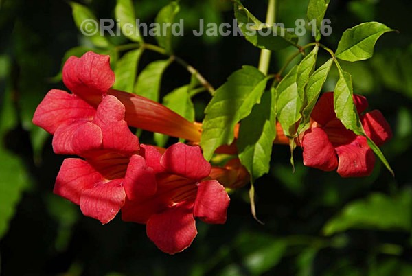Trumpet Creeper - Flowers