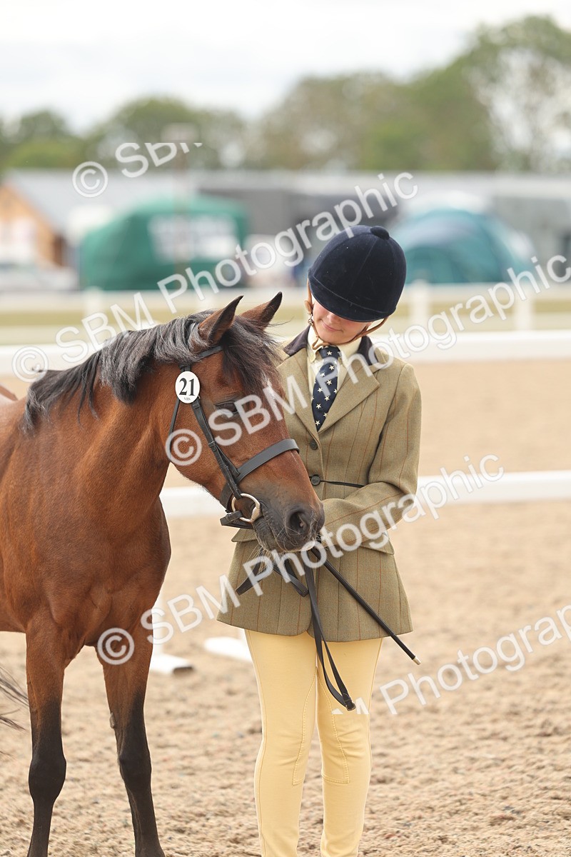 SBM_17010 - Class 312 - IH Competition Horse-Pony