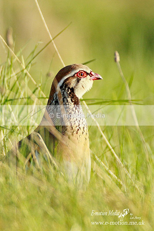 Red-legged partridge 250312  15a - Nature