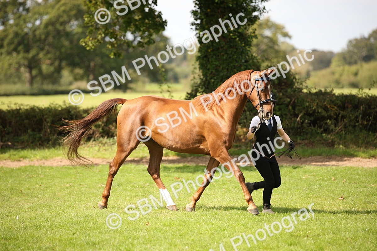 SBM_62978 - In Hand Horse Supreme Championship