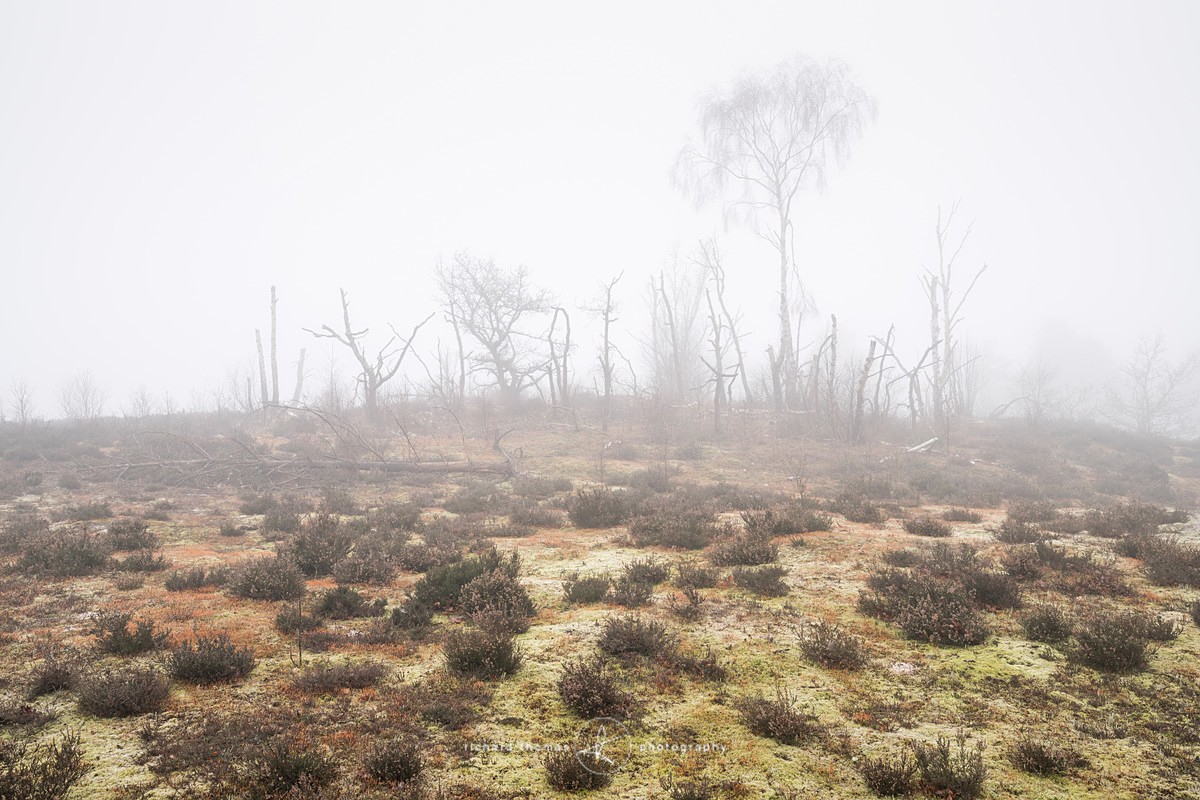  - Charred Mist