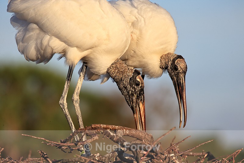 Two Wood Storks arranging nest, Wakodahatchee Wetlands, Florida - Wood Stork
