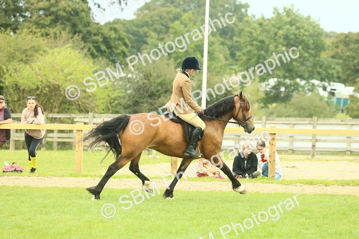 SBM_72137 - S60 - Mountain & Moorland Ridden Large Breeds