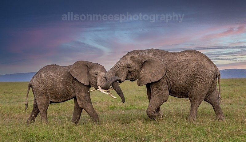  - African Safaris