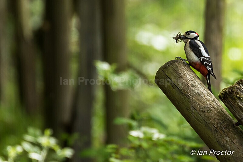 Great Spotted Woodpecker collecting insects for offspring - Nature