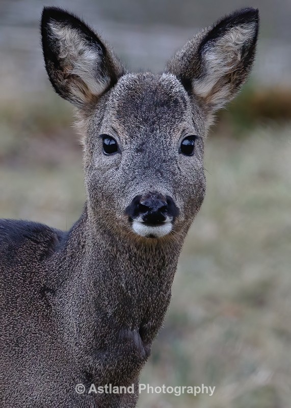 Roe Deer - Latest Images