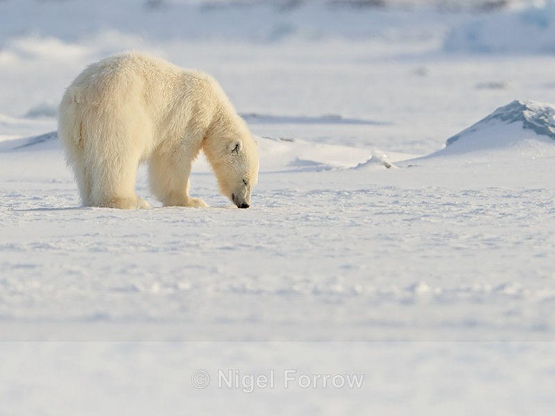 Polar Bear cub, eyes closed, Svalbard, Norway - Polar Bear