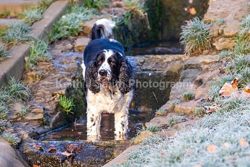 2KJS1206 - Dogs in Abington Park