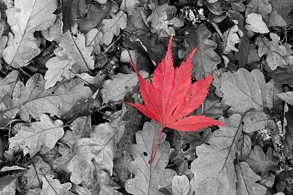  - Autumn