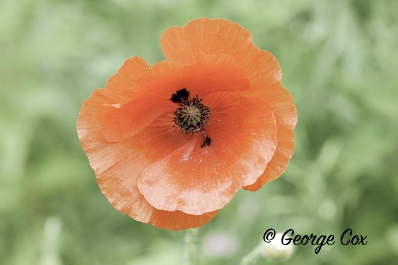 Poppy