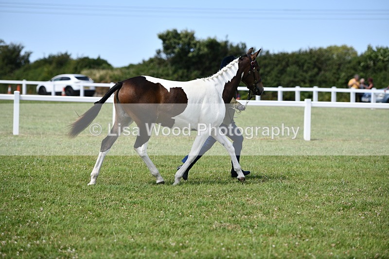 DSC_7483 - Class 63: Coloured Horse Youngstock