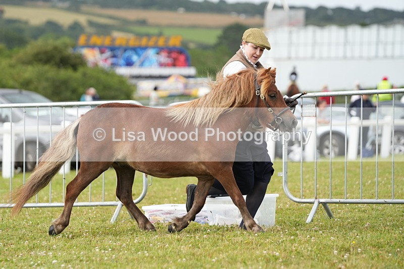 DSC04524 - Class 46: NPS Shetland Youngstock