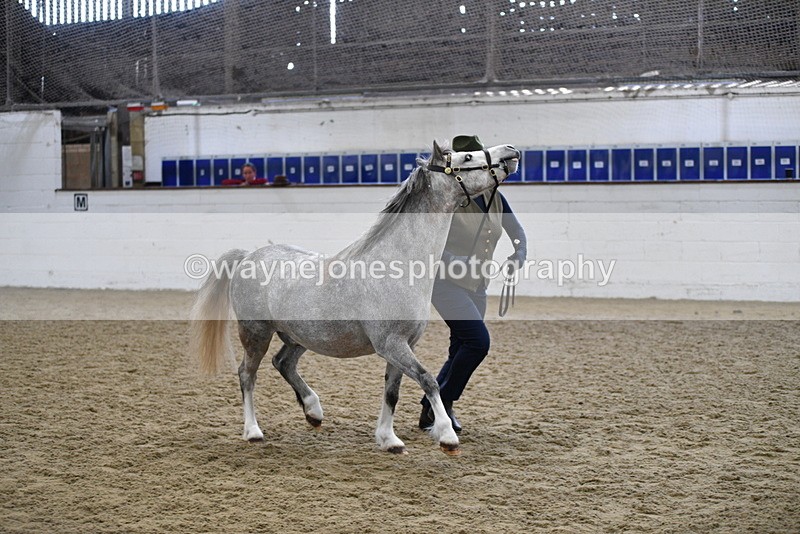 WJ5_5413 - Class 4 In hand M&M - small breeds