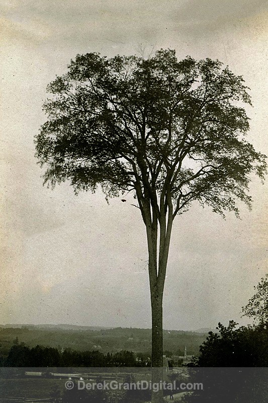 Old Elm Bristol New Brunswick - Historic New Brunswick