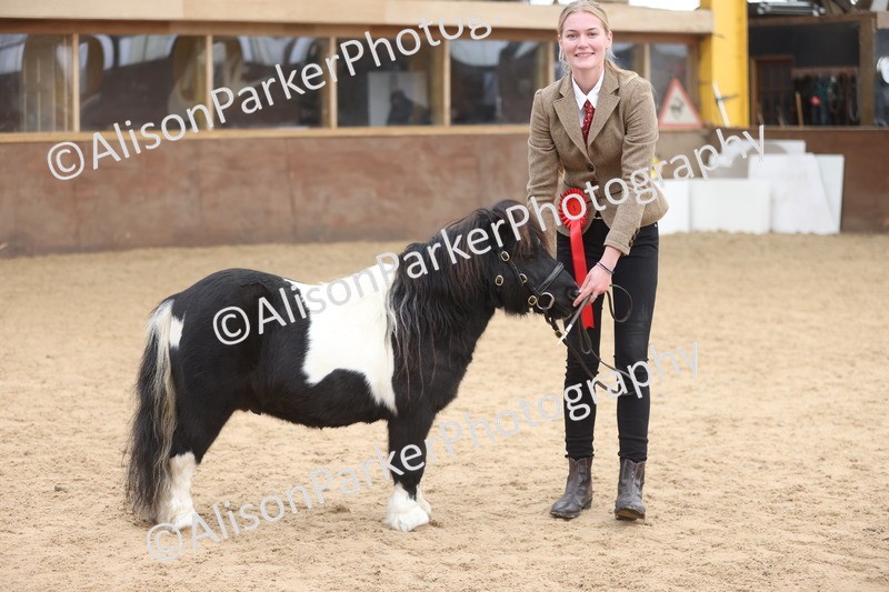 20251109-0282 - Class 12 - Stallions 4 Years and Over